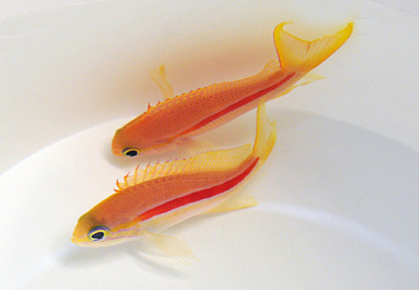 Pseudanthias Fasciatus (Femmina) M