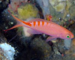 Pseudanthias Lori M