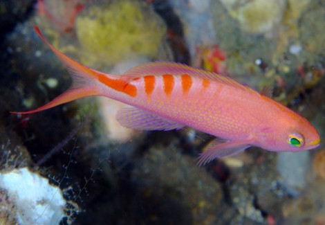 Pseudanthias Lori M