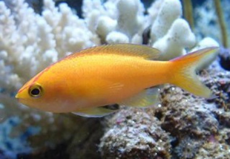 Pseudanthias Parvirostris (Femmina) S