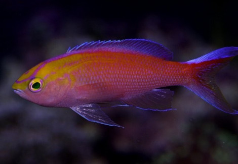 Pseudanthias Parvirostris (Maschio) M