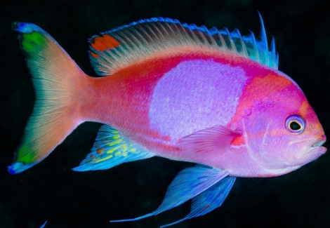 Pseudanthias Pleurotaenia (Maschio) Ml