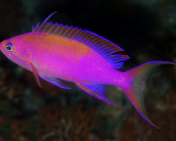 Pseudanthias Randalli M