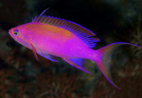 Pseudanthias Randalli M