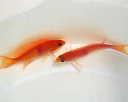 Pseudanthias Rubrizonatus M