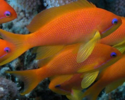 Pseudanthias Squamipinnis M