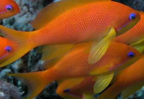 Pseudanthias Squamipinnis M