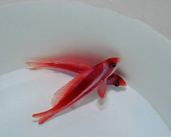 Pseudanthias Taeniatus (Maschio) Ml