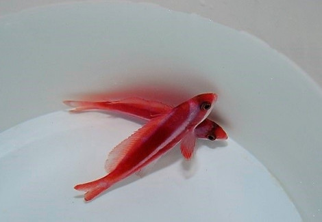 Pseudanthias Taeniatus (Maschio) Ml