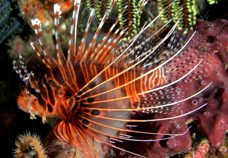 Pterois Antennata M