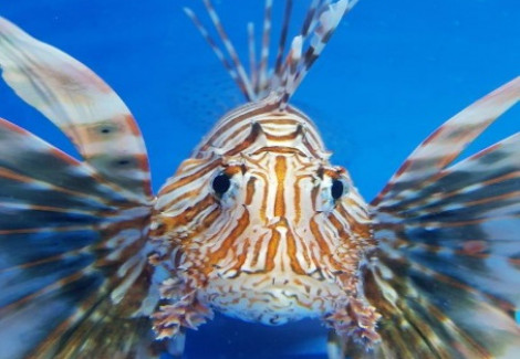 Pterois Volitans L