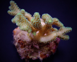 Seriatopora Guttatus Green (Frag) M