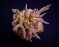 Seriatopora Hystrix Green  (Frag) M