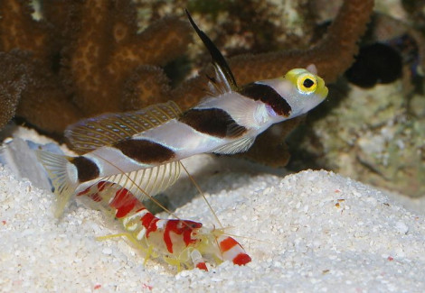 Stonogobiops Nematodes + Alpheus Randalli