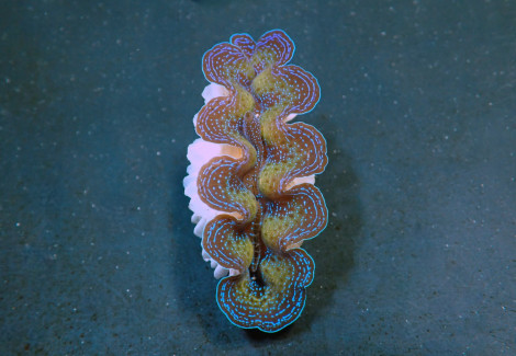 Tridacna Crocea (Grade A) 5Cm