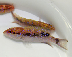 Variola Albimarginata M