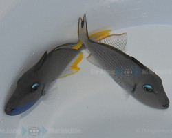 Xanthichthys Auromarginatus (Coppia)