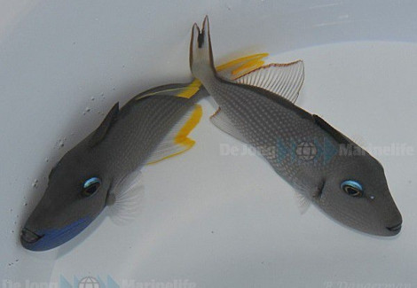 Xanthichthys Auromarginatus (Coppia)