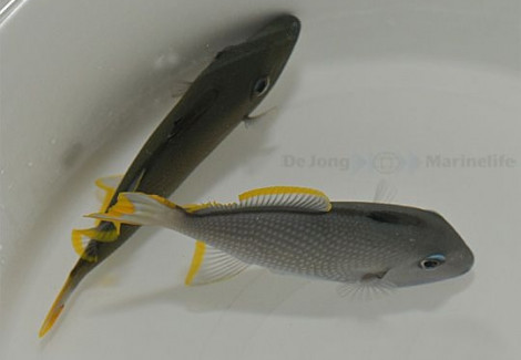 Xanthichthys Auromarginatus (Maschio) M