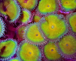 Zoanthids Cornallevato Europa Nuclear Death (Frag) M