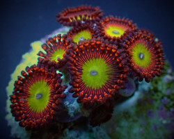 Zoanthus Candy Apple Red (Frag) M