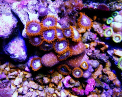 Zoanthus Frag M