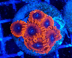 Zoanthus Lunar Eclipse (Frag) M