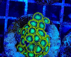 Zoanthus Radioactive Dragon Eye (Frag) M