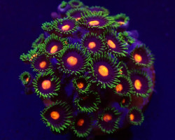 Zoanthus Spp. (Blow Pop) (Frag) M