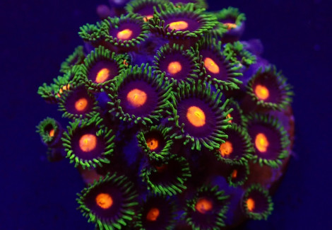 Zoanthus Spp. (Blow Pop) (Frag) M