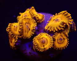 Zoanthus Spp. (Gold Maul) (Frag) M