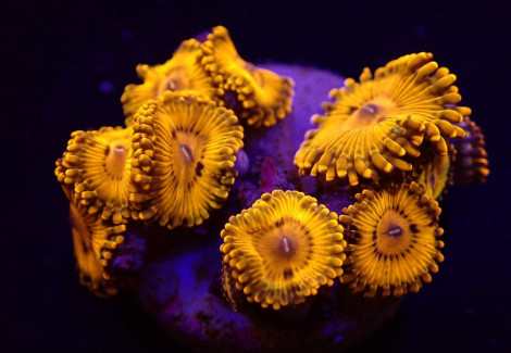 Zoanthus Spp. (Gold Maul) (Frag) M