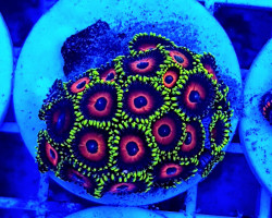 Zoanthus Watermelon (Frag) M