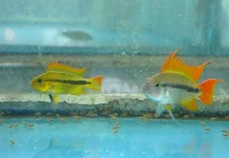 Apistogramma Cacatuoides Orange  Coppia 3-4Cm