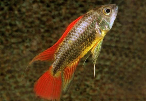 Apistogramma Cacatuoides Orange Red 3-4Cm