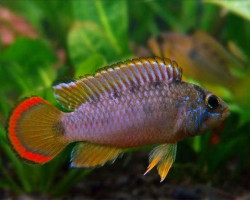 Apistogramma Nijsseni 3-4Cm