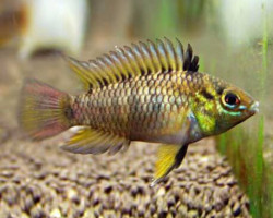 Apistogramma Tucurui 3-4