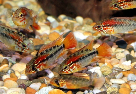 Apistogramma Viejita Ii 3-4Cm