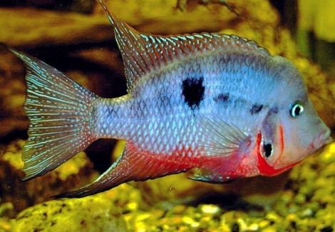 Cichlasoma/Thorichthys Meeki 6-7Cm