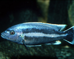 Melanochromis Chipokae 4-5Cm