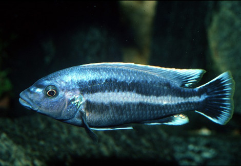 Melanochromis Chipokae 4-5Cm