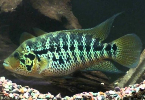 Parachromis Motaguensis 4-5Cm