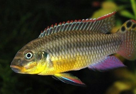 Pelvicachromis Taeniatus Kienke 4-5Cm