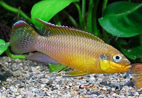 Pelvicachromis Taeniatus Lobe 4-5Cm