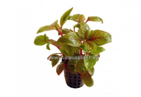 Alternanthera Bettzickiana Red