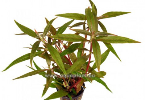 Alternanthera Reineckii