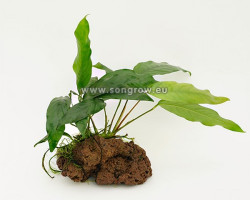 Anubias Stone M