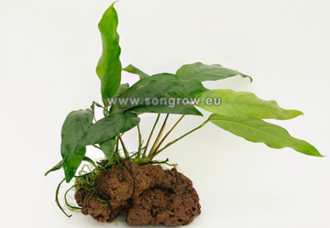 Anubias Stone M