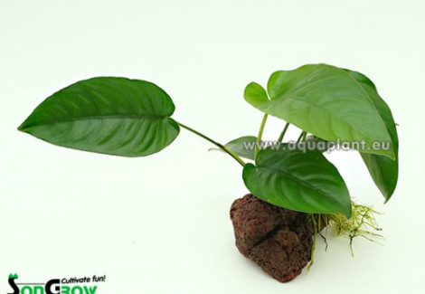 Anubias Stone S