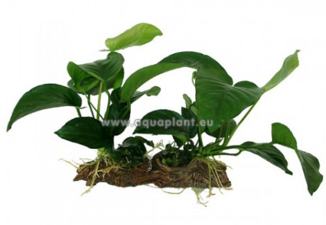 Anubias Stonewood M